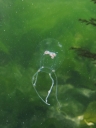 静岡県浜名湖ウラシマクラゲ水中写真